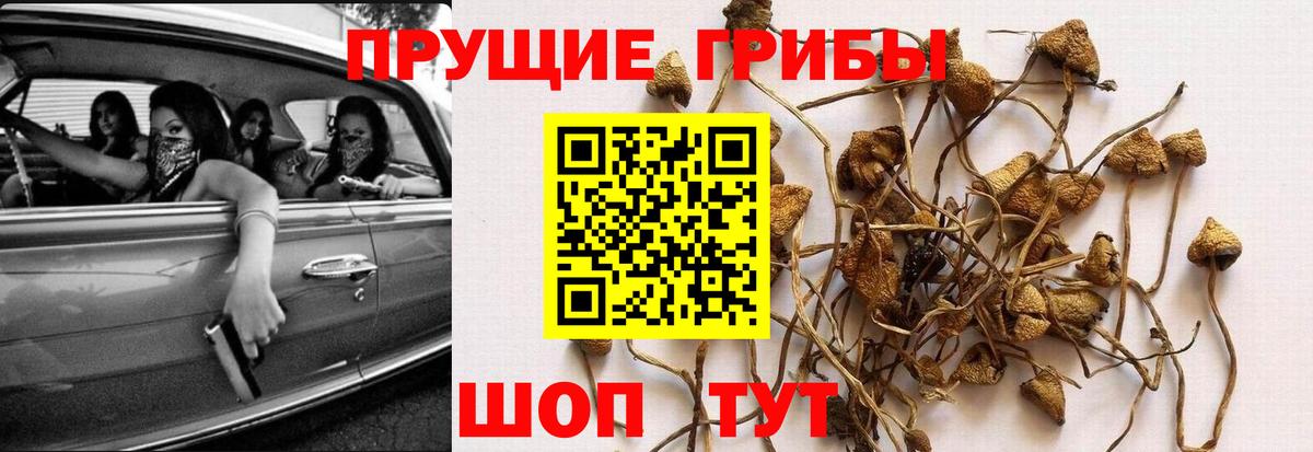 Псилоцибиновые грибы мухоморы  Вход с VPN  Кудрово  Псилоцибиновые грибы Psilocybine cubensis 